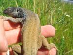 Tenerife Lizards (<i>Gallotia galloti galloti</i>) Adult male